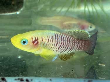 ノソブランキウス ギュンテリー （ゴールド）〜Nothobranchius guentheri gold〜