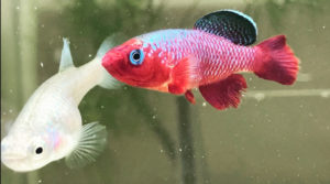 ノソブランキウス カーディナリス Nothobranchius Cardinalis みにまるめだか ノソブランキウス カーディナリス Nothobranchius Cardinalis みにまるめだか