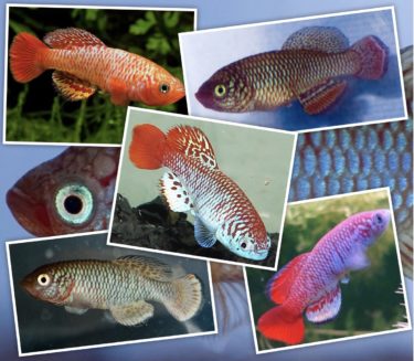 もっと知りたい！卵生メダカ ノソブランキウスの種類〜Nothobranchius〜