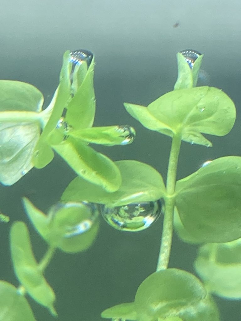 水草の光合成の瞬間を見て楽しもう 水草による違いを観察 みにまるめだか