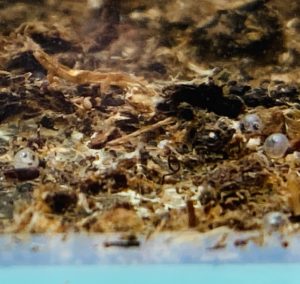 ノソブランキウスの卵を孵化させよう！ 〜卵生メダカ 年魚の繁殖方法④〜 みにまるめだか