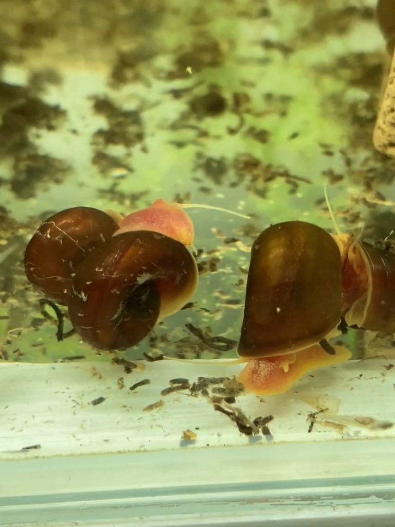 レッドラムズホーン Red Ramshorn Snail みにまるめだか