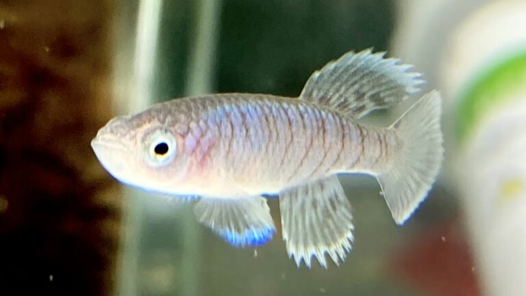 卵生メダカのカラーバリエーション考察 ヒレの色彩と特徴 みにまるめだか