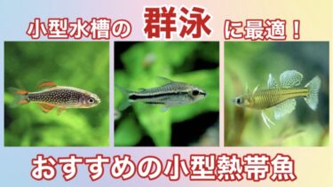 群泳に最適！おすすめの小型熱帯魚 人気種ベスト５