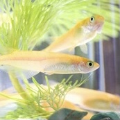 めだかの魅力と楽しみ方（Japanese Killifish）│みにまるめだか