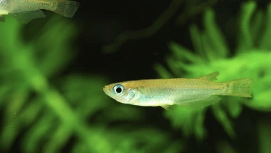 めだかの魅力と楽しみ方（Japanese Killifish）│みにまるめだか