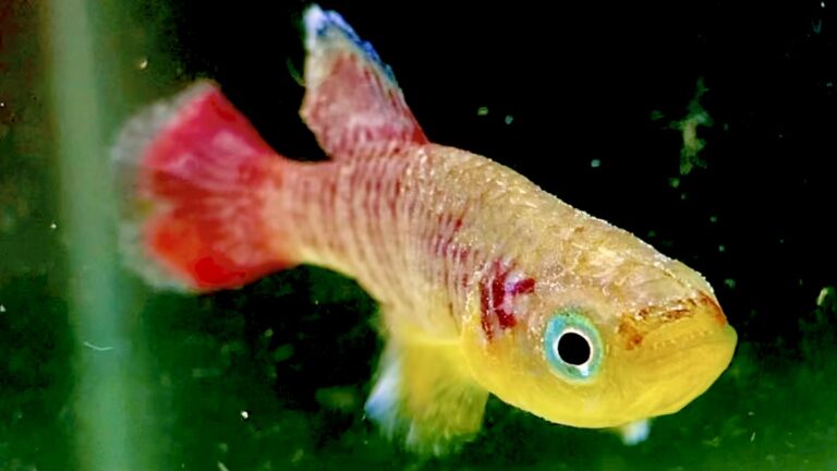 飼ってみたい おすすめの卵生メダカの種類をご紹介 みにまるめだか