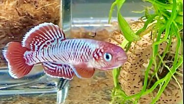 ノソブランキウス エガーサイ（レッド）〜Nothobranchius eggersi red〜