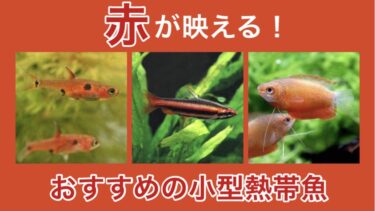 赤が映える！おすすめの赤い熱帯魚 人気種ベスト５