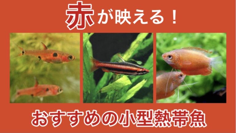 赤が映える おすすめの赤い熱帯魚人気種ベスト５ みにまるめだか