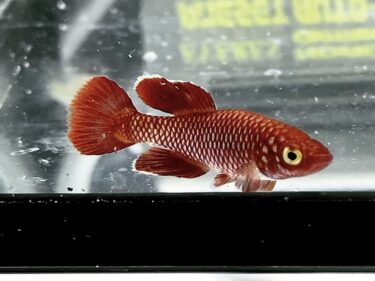 ノソブランキウス コーソザイ （レッド）〜 Nothobranchius korthausae red〜