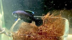 卵生メダカ　Aus.ニグリピンニス　ワンペア オーストロレビアス ニグリピニス 〜Austrolebias nigripinnis〜│みに