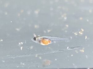 栄養抜群 稚魚におすすめの冷凍ブラインシュリンプの使い方 与え方 水質悪化 食べない を解決 みにまるめだか 栄養抜群 稚魚におすすめの冷凍ブラインシュリンプの使い方 与え方 水質悪化 食べない を解決 みにまるめだか