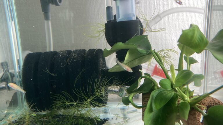 ベアタンク水槽の管理と水草育成のポイント みにまるめだか