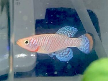 【ロケーション考察】Nothobranchius rachovii Lower Shire River （ノソブランキウス ラコビー）