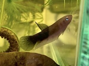 ベタ ヘンドラー（Betta Hendra）│みにまるめだか