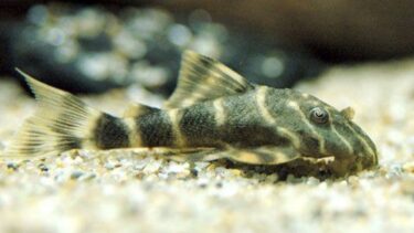 小型プレコの魅力 〜おすすめの種類と飼い方（水質・餌・繁殖・混泳）〜