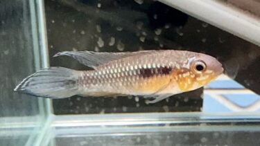 アピストグラマ エリザベサエ（Apistogramma elizabethae）