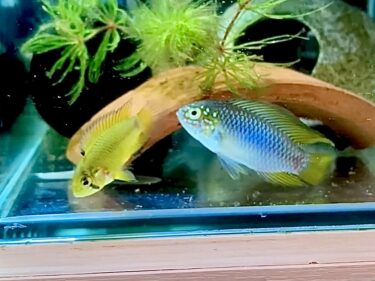 アピストグラマ  ボレリー（Apistogramma Borellii）