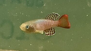 ノソブランキウス パームクイスティ〜Nothobranchius palmqvisti 〜